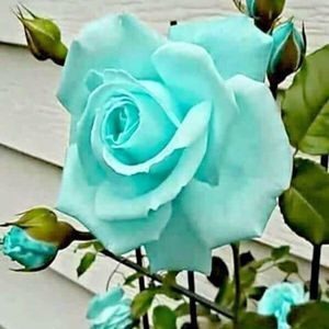 Meet your Posher, Bernadette